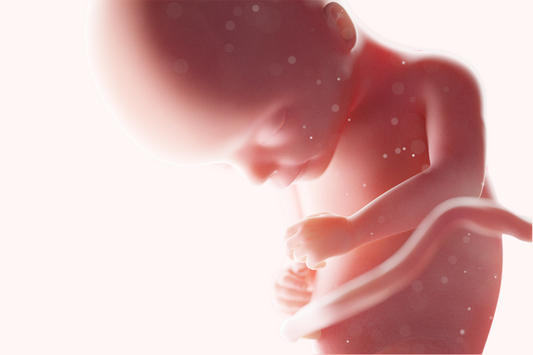 17 ème semaine d’aménorrhée : un foetus plus fort