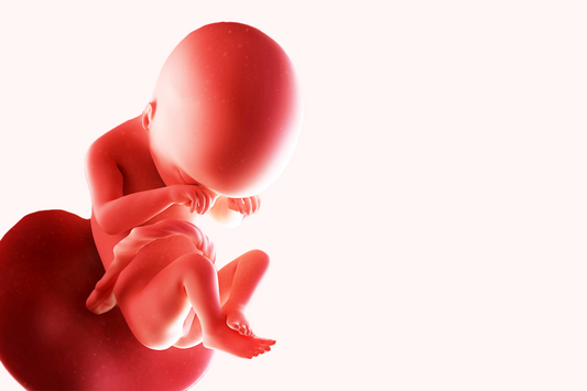 19 ème semaine d’aménorrhée : la production du vernix