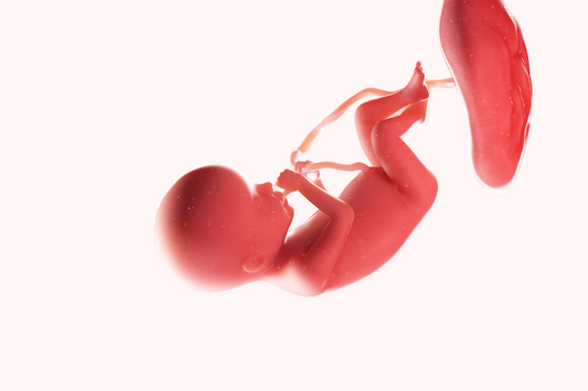 20 ème semaine d’aménorrhée : la moitié de la grossesse passée