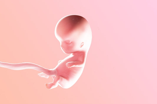 11 ème semaine d’aménorrhée : l’embryon devient foetus
