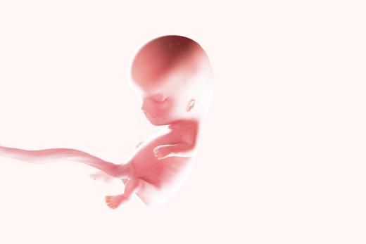 11 ème semaine d’aménorrhée : l’embryon devient foetus