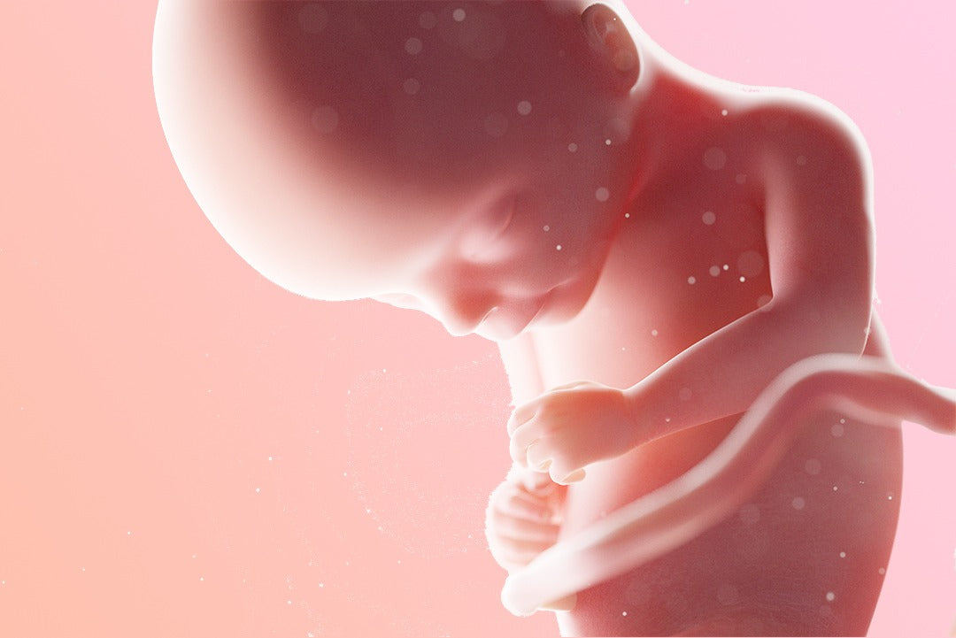 17 ème semaine d’aménorrhée : un foetus plus fort